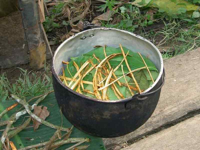 provare l'ayahuasca in vacanza