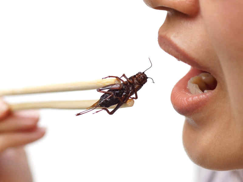 mangiare gli insetti