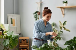 Come posizionare correttamente le piante d’appartamento